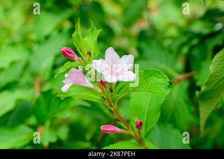 Viele hellrosa Blüten von Weigela florida Pflanze mit Blumen in voller Blüte in einem Garten in einem sonnigen Frühlingstag, schöne Outdoor-Blumen Hintergrund pho Stockfoto