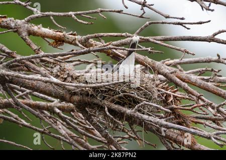 Die weibliche Östliche Königskinder sitzt an einem frühen Frühlingsmorgen in ihrem Nest. Stockfoto