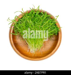 Karotten-Mikrogrüns in einer Holzschale. Verzehrfertige grüne Sämlinge, Triebe und junge Pflanzen aus gekeimtem Daucus carota, einem Wurzelgemüse. Stockfoto