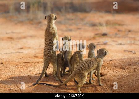 Gruppe von Erdmännchen (Suricata suricatta), die vorsichtig nach hinten schauen. Kgalagadi Transfrontier Park, Kalahari, Südafrika Stockfoto