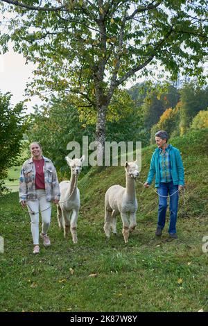 2 zwei Frauen führen 2 zwei beige Alpakas zu Einem Spaziergang an Einem sonnigen Herbsttag. Bauma, Zürich Oberland, Schweiz Stockfoto