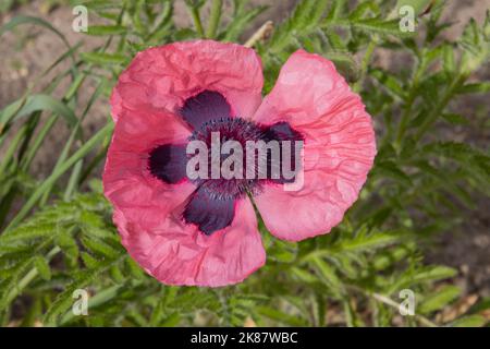 Draufsicht auf einen roten orientalischen Mohn, Papaver orientale Stockfoto