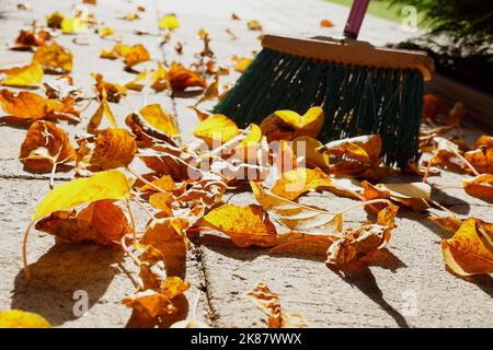 Herbstarbeit rund um das Haus in den Sonnenuntergang. Geschwungene Blätter. Stockfoto