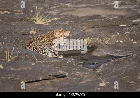 Leopard (Panthera pardus) Junge, geschätzt auf etwa 10 Wochen alt Stockfoto