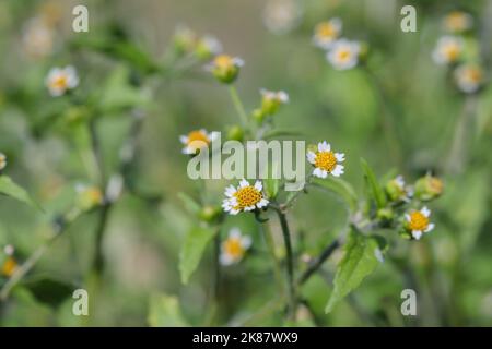 Peruanische Gänseblümchen (Galinsoga quadriradiata). Stockfoto