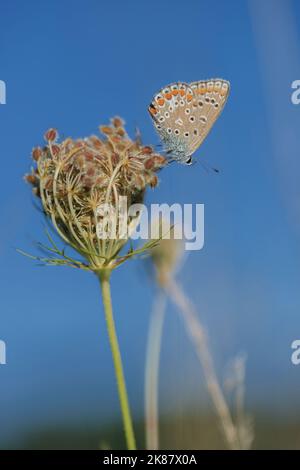 Weiblicher blauer Schmetterling (Polyommatus icarus) auf einer Dolde wilder Karotten. Stockfoto