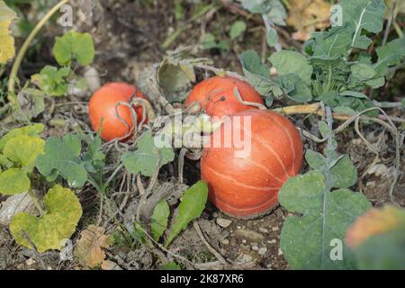 Red kuri zerquetscht auf einem Feld. Stockfoto