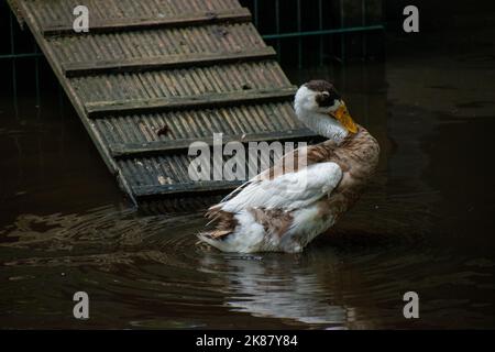 Nahaufnahme einer Indian Runner Ente, die im Teich auf der Farm steht Stockfoto