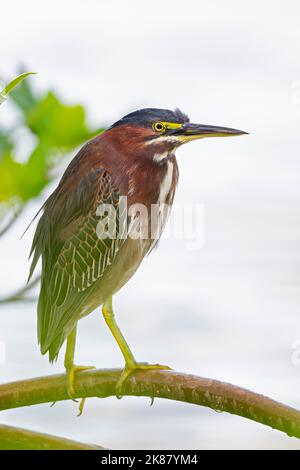 Porträt eines hohen grünen Reiher (Butorides virescens), der in einem Baum am Wasser steht. Stockfoto