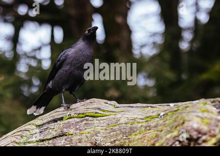 Eine schwarze Currawong in der Nähe des Cradle Mountain in Tasmanien, Australien Stockfoto