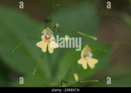 Blüht, wenn kleiner Balsam (Impatiens parviflora). Stockfoto