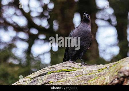 Eine schwarze Currawong in der Nähe des Cradle Mountain in Tasmanien, Australien Stockfoto