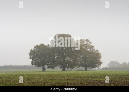 Eichen in einem kürzlich gesät Feld in einer nebligen herbstlichen Landschaft, North Somerset, England. Stockfoto