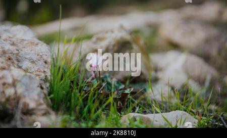 Eine Nahaufnahme eines Cyclamen cyprium (Zyperncyclamen), das in einem felsigen Teil blüht Stockfoto