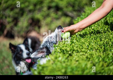 Die Hand einer Frau, die im Sommer einen Tennisball aus dem Mund eines nassen Collie-Hundes im Garten zieht. Stockfoto