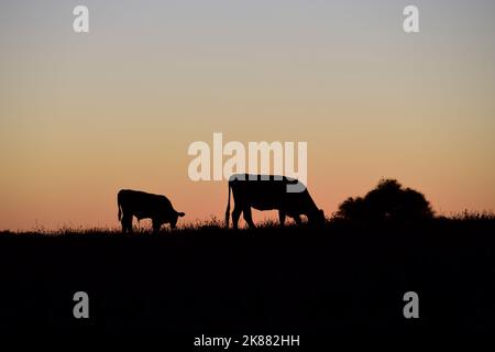 Kühe, die mit natürlichen Weiden aufgezogen wurden, Fleischproduktion in der argentinischen Landschaft, Provinz La Pampa, Argentinien. Stockfoto