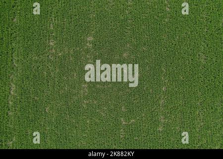 Argentinische Landschaft, landwirtschaftliche Produktion in der Provinz Buenos Aires, Argentinien Stockfoto