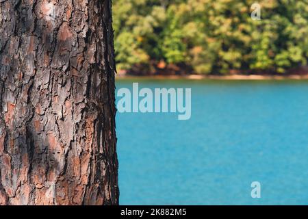 Rötliche Baumrinde und tiefblaues Wasser am Strand mit wechselnden Blättern im Hintergrund. Stockfoto