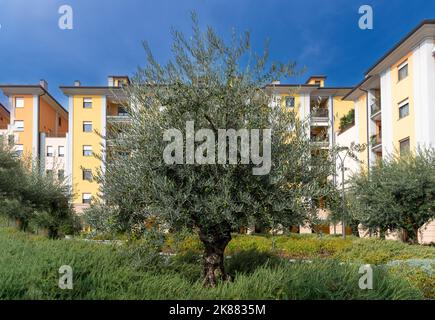 Olivenbaum mit Oliven auf Ästen im Stadtgarten zwischen Wohngebäuden am blauen Himmel Stockfoto