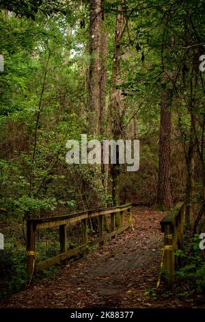 Ein schöner Weg im grünen Wald Stockfoto