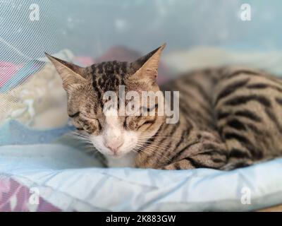 Eine Nahaufnahme einer schlafenden Tabby-Katze Stockfoto