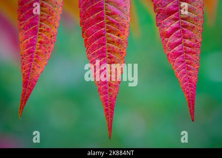 Schöne Stuffhornsumac Blätter in seinen Herbstfarben auf grünem Hintergrund. Stockfoto