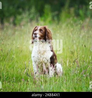 English Springer Spaniel Stockfoto