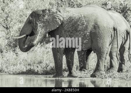 Eine Graustufenaufnahme eines großen Elefanten, der in einem Teich in einem Naturschutzgebiet watend ist Stockfoto