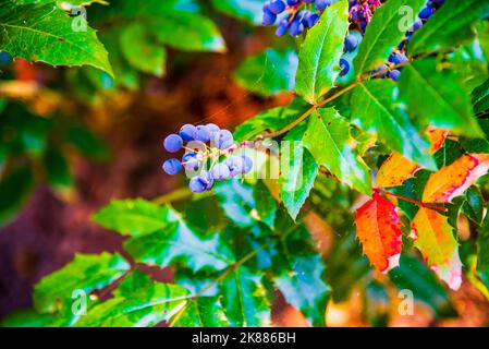 Mahonia aquifolium (Oregon-Traube oder Oregon-Traube), blaue Früchte im Garten Stockfoto
