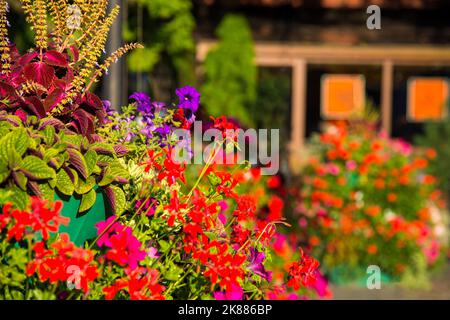 Stadt Blumenbeet mit bunten Blumen. Schöner Garten mit roten und rosa Blüten Stockfoto