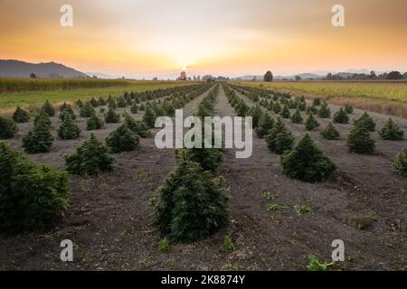 Luftaufnahme von großen Hanffeldern mit medizinischem Cannabis bei Sonnenuntergang Stockfoto