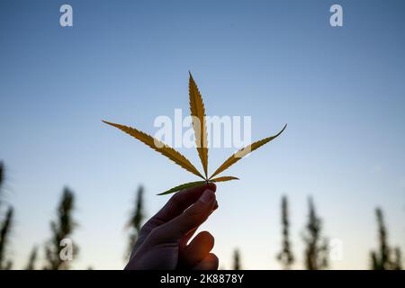 Hand hält ein grünes Cannabisblatt, wobei die untergehende Sonne durch die angebauten Hanfstiele im Hintergrund scheint Stockfoto