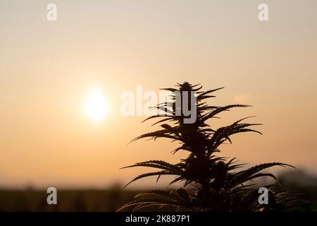 CBD-Hanfknospen mit Blättern, die bei einer Sommerbrise bei Sonnenuntergang auf der Plantage schwingen Stockfoto