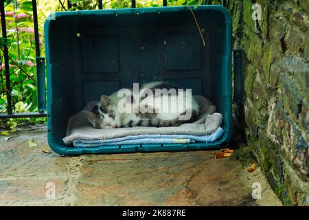 Katze schläft in einer Recycling-Box Stockfoto