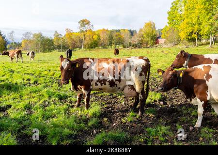 Milchkühe auf einem Milchviehbetrieb in Norwegen. Milchvieh (auch Milchkühe genannt) sind Rinder, die für die Fähigkeit gezüchtet werden, große Mengen Milch zu produzieren. Stockfoto