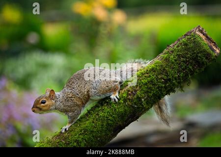 Grauhörnchen Stockfoto
