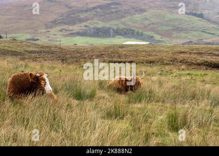Hochlandrinder sitzen auf einem Feld auf der Isle of Skye Scotland uk Stockfoto
