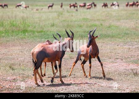 Kampf gegen Antilopen-Topi (Damaliscus lunatus jimela) im Masai Mara National Park, Kenia Stockfoto