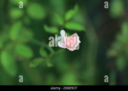 Coral Rose Blume in Rosen Garten. Ansicht von oben. Soft Focus. Stockfoto