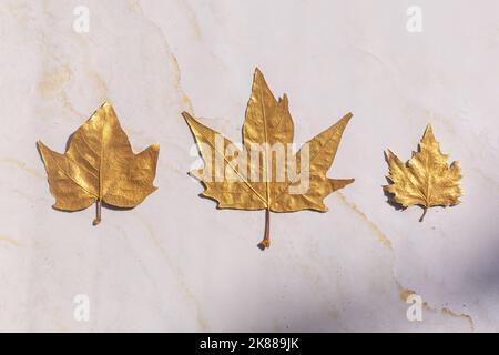 Goldener Ahorn Herbstblätter auf weiß Stockfoto
