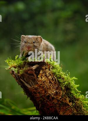 Bank vole Myodes glareolus Großbritannien Stockfoto