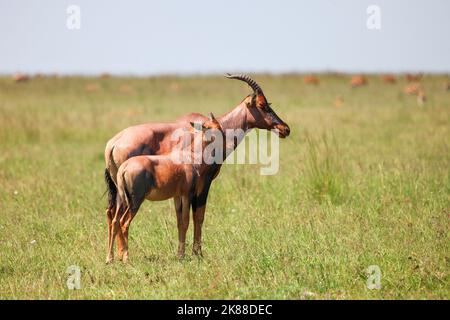 Antilopes topi oder Sassaby (Damaliscus lunatus jimela) im Masai Mara National Park, Kenia Stockfoto