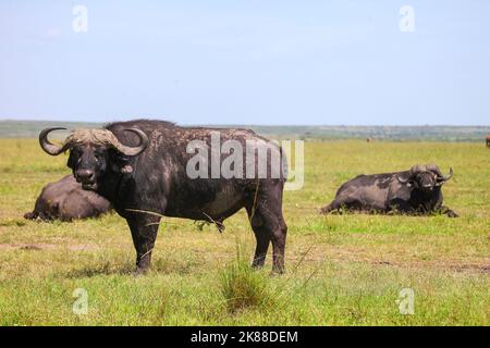 Afrikanische Büffel von Kapbüffel (Syncerus caffer) im Masai Mara National Park, Kenia Stockfoto