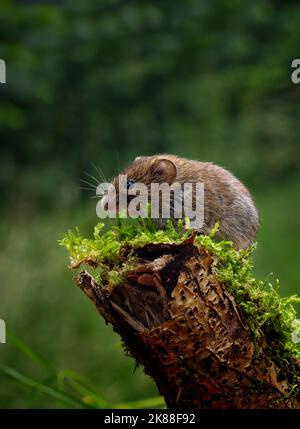 Bank vole Myodes glareolus Großbritannien Stockfoto