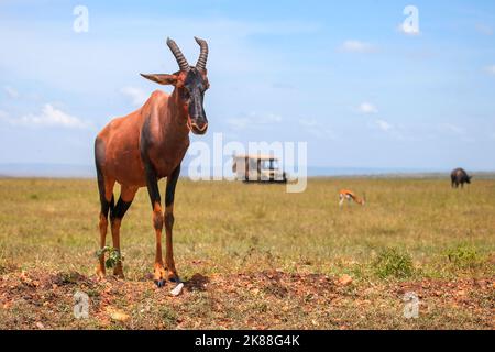 Antilopentopi oder Sassaby (Damaliscus lunatus jimela) im Masai Mara National Park, Kenia Stockfoto