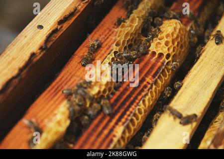 Nahaufnahme von Wabenrahmen und einigen Bienen auf ihnen Stockfoto