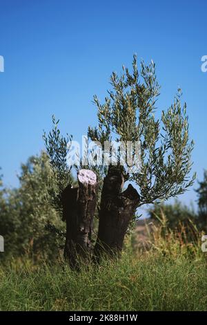 Nahaufnahme eines Olivenbaums auf blauem Himmel. Stockfoto