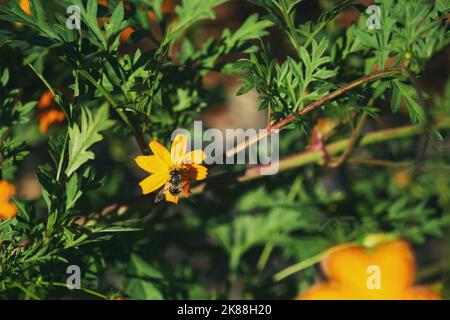 Nahaufnahme einer Honigbiene, die auf einer gelben Blume bestäubt Stockfoto