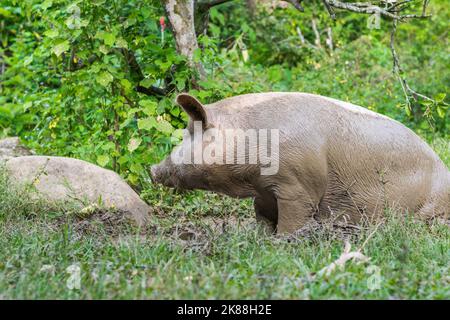 Blick auf eine Sau oder Sus scrofa domestica, Graben in den Schlamm mit seiner Schnauze. Schwein mit seinem ganzen Körper mit braunem Schlamm bedeckt, umgeben von grüner Natur. Stockfoto