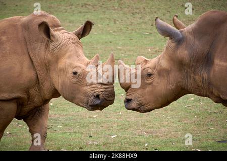 Zwei Nashörner, die sich Kopf an Kopf gegenüberstehen. Gras, Horn Detail, Kopf, Wut, Herausforderung, Leistungsstärke Stockfoto